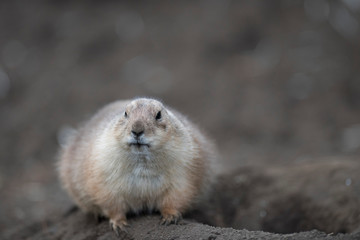 Ogro prairie dog