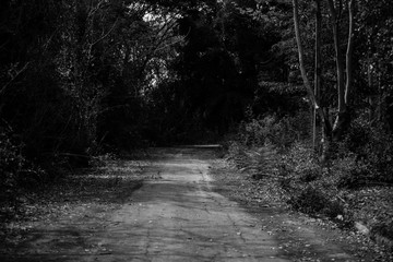 Path in the big forest
