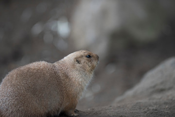 Ogro prairie dog
