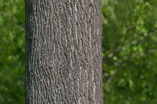 close up of maple tree trunk in park at summer