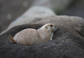 Ogro prairie dog