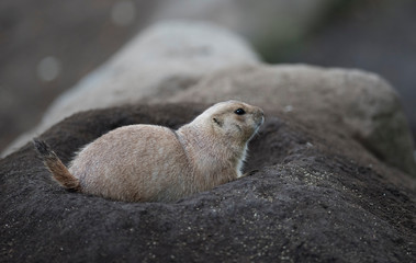 Ogro prairie dog