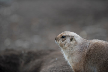 Ogro prairie dog