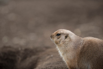 Ogro prairie dog