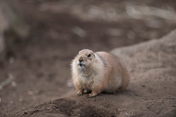 Ogro prairie dog