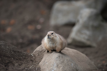 Ogro prairie dog