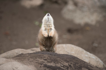 Ogro prairie dog