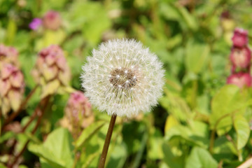 Dandelion seeds in the morning sunlight blowing away across a fresh green background