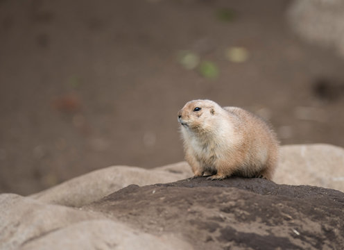 Ogro prairie dog