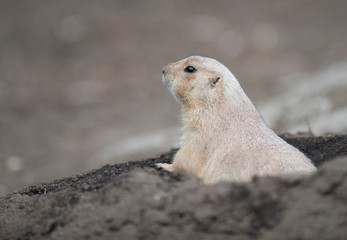 Ogro prairie dog