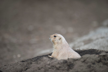 Ogro prairie dog