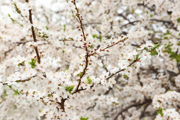 Beautiful blossoming branches on spring day