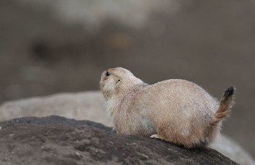 Ogro prairie dog