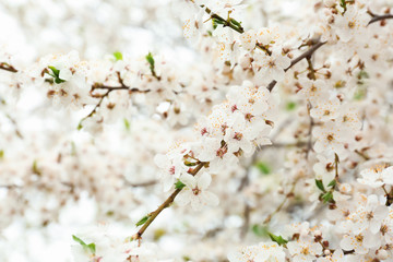 Honeybee sitting on blossom outdoors