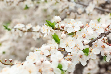 Beautiful blossoming branch on spring day