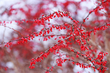 bush with red berries