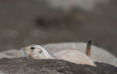 Ogro prairie dog