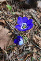 fiore blu di Hepatica nobilis nel sottobosco