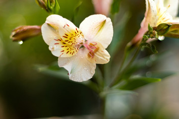 White Alstroemeria, Lily of incas blooms blossom spring season 