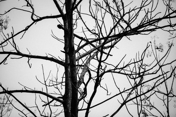 Dead tree background with out leaf