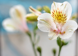 White Alstroemeria, Lily of incas blooms blossom spring season 