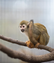 Common squirrel monkey