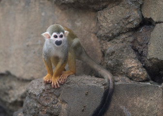 Common squirrel monkey