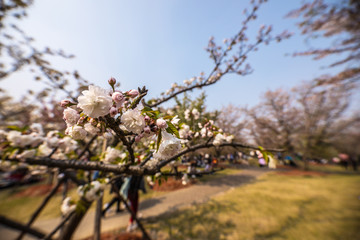 Sakura blossom in Chinese park.
