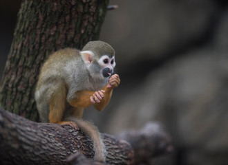 Common squirrel monkey