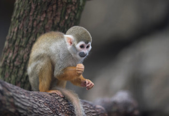 Common squirrel monkey