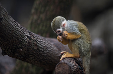 Common squirrel monkey