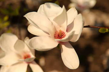 Blurred floral background. Large white magnolia flowers on bokeh background. Cropped shot, horizontal, place for text, nobody, background. The concept of nature and spring