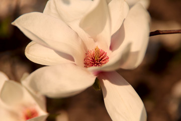 Blurred floral background.One large white magnolia flower on bokeh background. Cropped shot, horizontal, place for text, nobody, background. The concept of nature and spring
