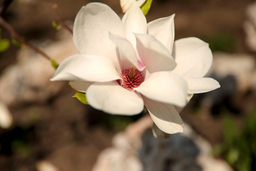 Fototapeta na wymiar Blurred floral background.One large white magnolia flower on bokeh background. Cropped shot, horizontal, place for text, nobody, background. The concept of nature and spring