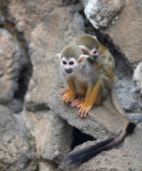 Common squirrel monkey