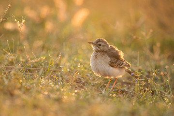 Paddyfield Pipit ( Anthus rufulus )  at sunrise