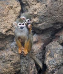 Common squirrel monkey