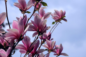 Blurred floral background. Large flowers of pink magnolia against the blue sky. Cropped shot, horizontal, place for text, nobody, background. The concept of nature and spring