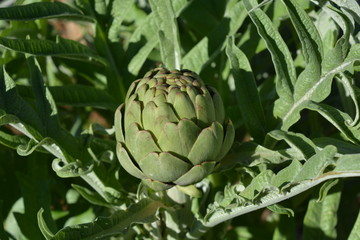 Obraz premium Fresh green artichoke, ripe on the plant