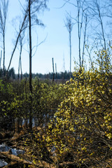 image of a bog