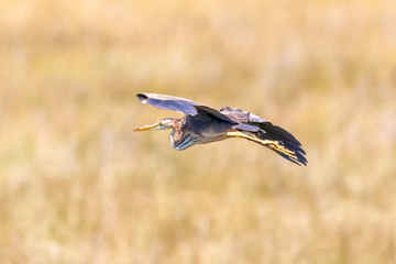 Grey Heron (Ardea cinerea) in flight over yellow rice field background in Donana National Park, Andalusia, Spain