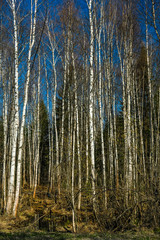 Obraz premium Landscape with the image of spring forest