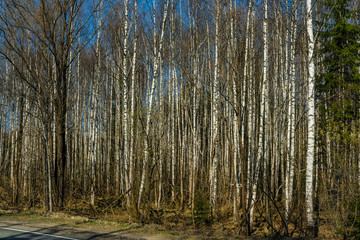 Landscape with the image of country road in a forest