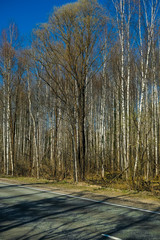 Landscape with the image of country road in a forest