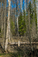 Landscape with the image of spring forest