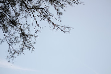 Fototapeta na wymiar tree branch on tree and sky 