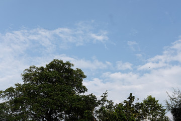 tree branch on tree and sky 