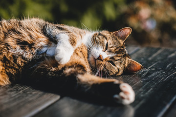 Katze