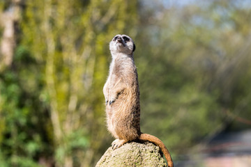 Erdmännchen stehend auf einem Felsen