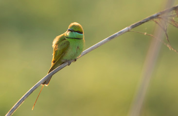 Little Green bee eater on perch at sunrise